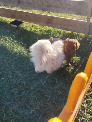 Pomeranian fetita cu pedigree caita un stapan respisabil - imagine 3