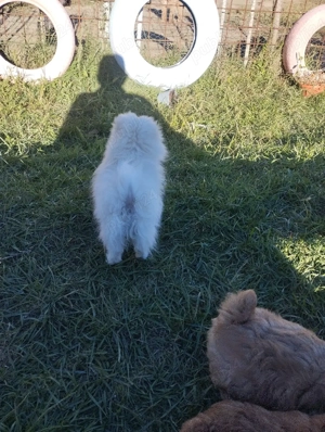 Pomeranian fetita cu pedigree caita un stapan respisabil - imagine 2