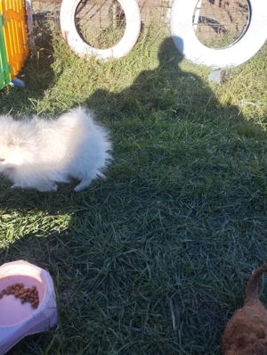 Pomeranian fetita cu pedigree caita un stapan respisabil