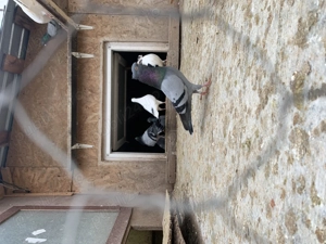 Vând porumbei zburători de Belgrad  - imagine 2