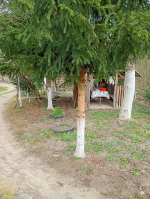 Proprietate deosebită Gurahonț, jud. Arad - imagine 7