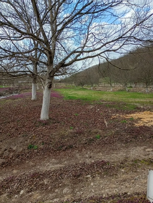 Proprietate deosebită Gurahonț, jud. Arad - imagine 8