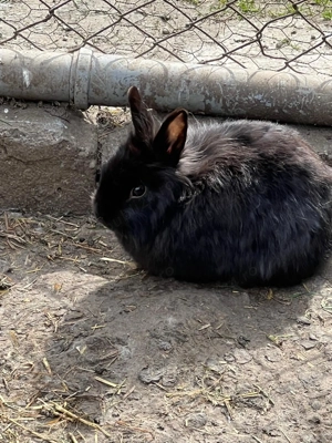 De vânzare iepurași pitici  - imagine 4