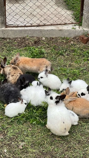 De vânzare iepurași pitici 