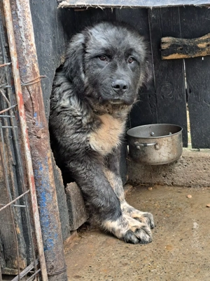 ciobanesc de bucovina - imagine 2