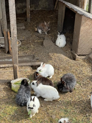 De vânzare iepurași pitici  - imagine 3