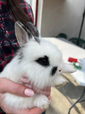 De vânzare iepurași pitici  - imagine 5