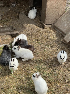 De vânzare iepurași pitici  - imagine 2