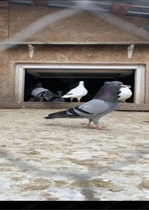 oferta speciala !!! vand porumbei de Belgrad Originali  - imagine 2