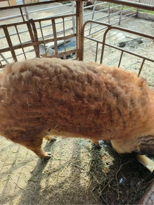 vand porc mangalita tanar