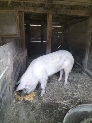 Scroafe gestante - imagine 2