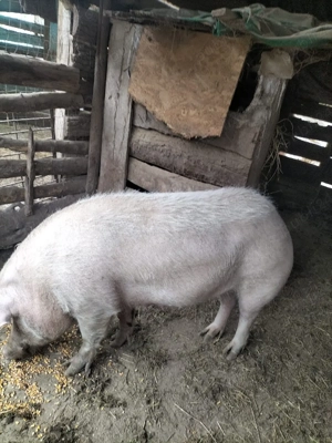 Scroafe gestante - imagine 3