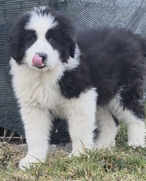 Femelă ciobanesc de bucovina  - imagine 3