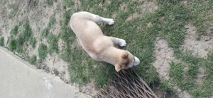 Catelusa Husky Siberian  - imagine 2