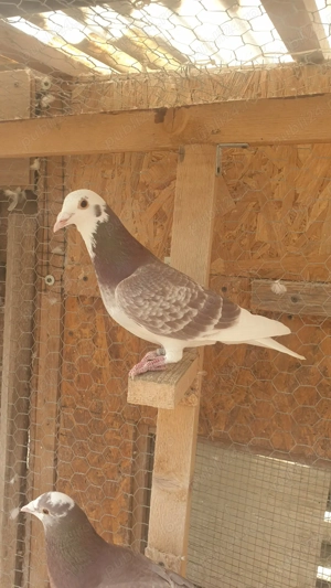 Ocazie! Vand mascul voiajor rosu baltat sport, 2025, mama clasata! - imagine 3