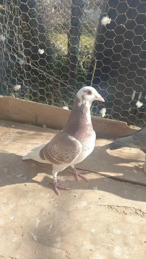 Ocazie! Vand mascul voiajor rosu baltat sport, 2025, mama clasata!