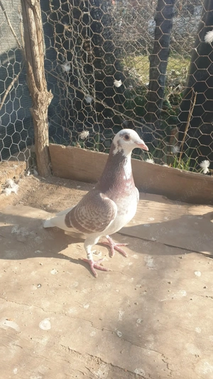 Ocazie! Vand mascul voiajor rosu baltat sport, 2025, mama clasata! - imagine 2