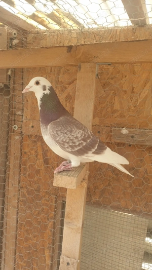 Ocazie! Vand mascul voiajor rosu baltat sport, 2025, mama clasata! - imagine 5