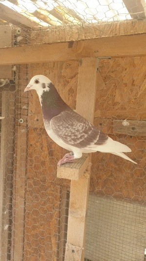 Ocazie! Vand mascul voiajor rosu baltat sport, 2025, mama clasata! - imagine 6