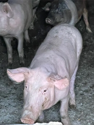 vand purcei de 4 luni 