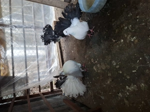 Vand porumbei voltati cu coada foarte bogata  - imagine 2