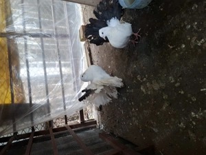 Vand porumbei voltati cu coada foarte bogata  - imagine 3