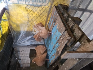 Vand porumbei voltati cu coada foarte bogata  - imagine 4