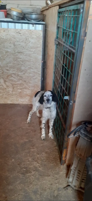 Vând setter englez femelă