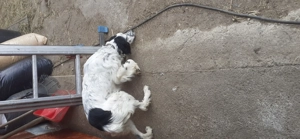 Vând setter englez femelă - imagine 3