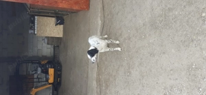 Vând setter englez femelă - imagine 2