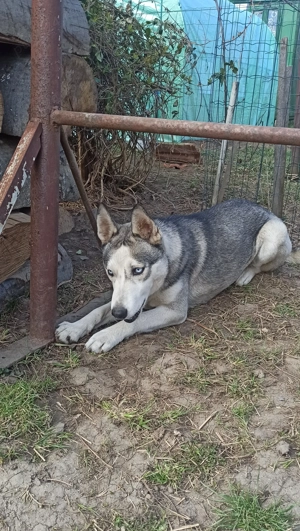 Disponibila catelusa Husky 