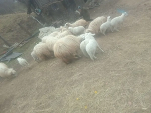 Oi de vânzare  - imagine 4