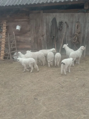 Oi de vânzare  - imagine 5