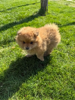 Vand Pui Pomeranian  - imagine 3