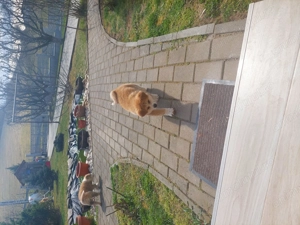 Akita inu femelă - imagine 2