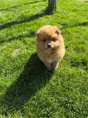 Vand Pui Pomeranian  - imagine 2