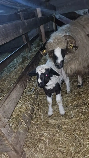 vând oi cu miei  - imagine 2