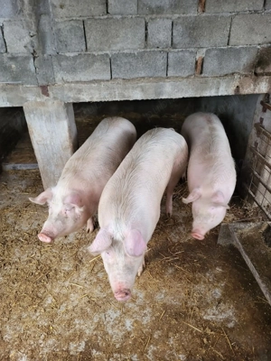 Vand porci Capreni Gorj