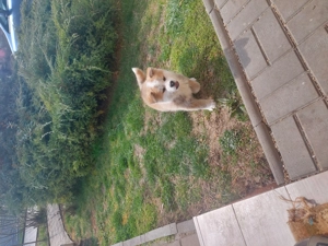 Akita inu femelă - imagine 7