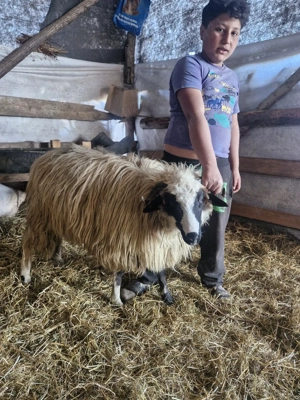 vând oi cu miei  - imagine 5