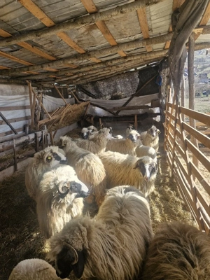 vând oi cu miei  - imagine 4