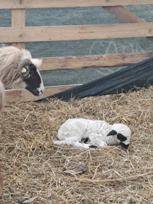 vând oi cu miei  - imagine 3