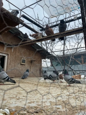 oferta speciala !!! vand porumbei de Belgrad Originali  - imagine 3