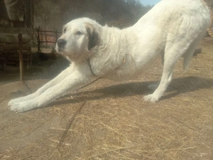 câine.     - imagine 5