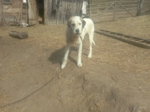 câine.     - imagine 4