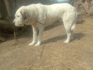 câine.     - imagine 3