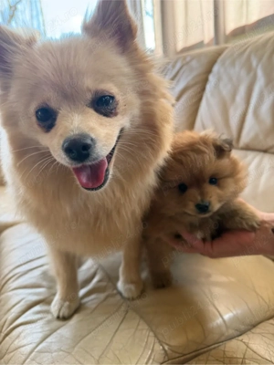 Vand Pui Pomeranian  - imagine 5