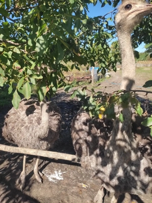 Două femeie struț african virsta 2, 5 ani  - imagine 2