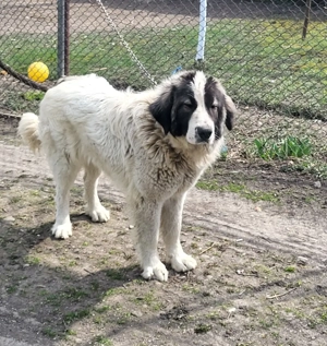 femelă ciobănesc de Bucovina  - imagine 2