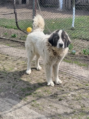 femelă ciobănesc de Bucovina  - imagine 3